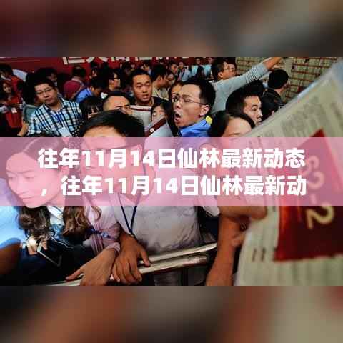 往年11月14日仙林动态深度解析,特性体验、竞品对比与用户群体分析报告