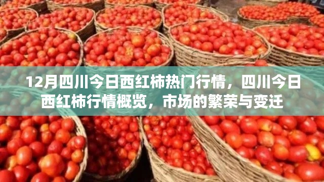 四川今日西红柿市场繁荣与行情概览
