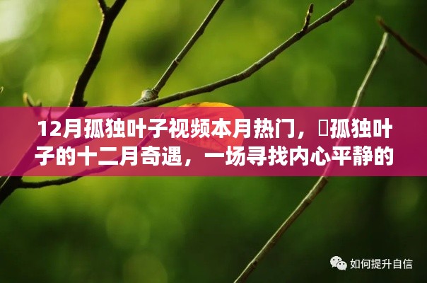 十二月孤独叶子视频,绿色之旅探寻内心平静
