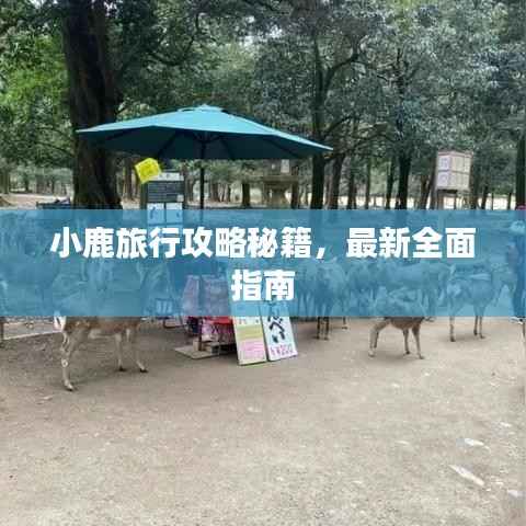 小鹿旅行攻略秘籍,最新全面指南
