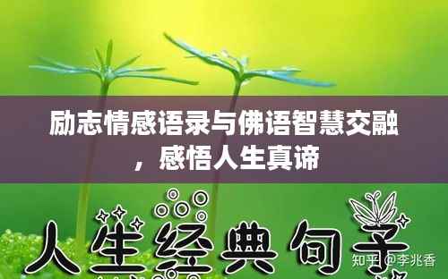 励志情感语录与佛语智慧交融，感悟人生真谛