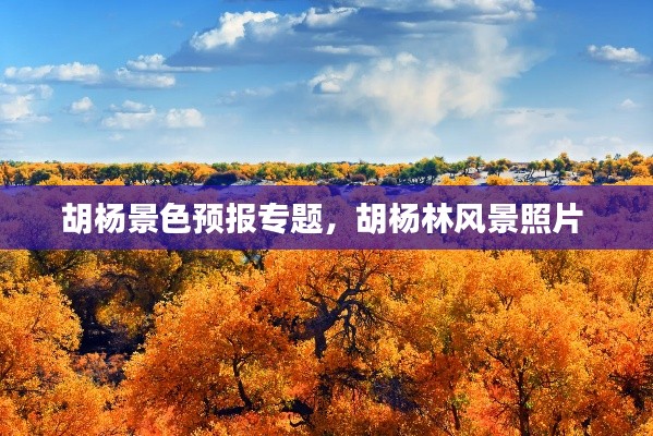 胡杨景色预报专题,胡杨林风景照片