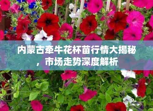 内蒙古牵牛花杯苗行情大揭秘,市场走势深度解析