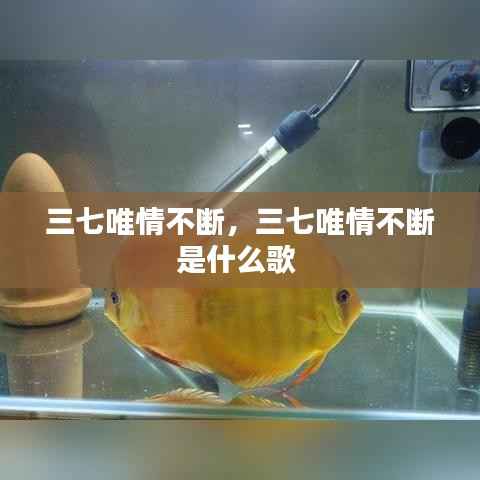 三七唯情不断,三七唯情不断是什么歌