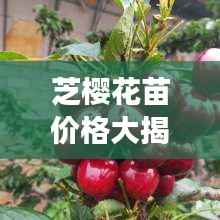 芝樱花苗价格大揭秘,价值与种植成本全解析