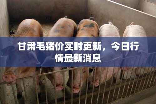 甘肃毛猪价实时更新,今日行情最新消息